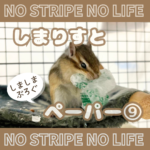 しまりすとペーパー⑨