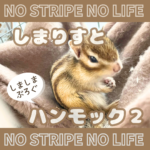 しまりすとハンモック２