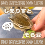 しまりすとそら豆