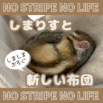 しまりすと新しい布団