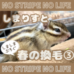 しまりすと春の換毛R8③