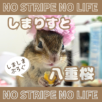 しまりすと八重桜