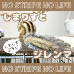 しまりすとジレンマ