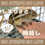 しまりすと柵越し