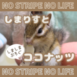 しまりすとココナッツ