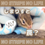 しまりすと罠？
