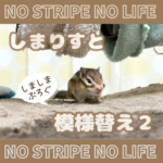 しまりすと模様替え２