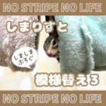 しまりすと模様替え３
