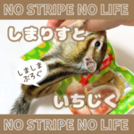 しまりすといちじく