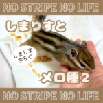 しまりすとメロ種２